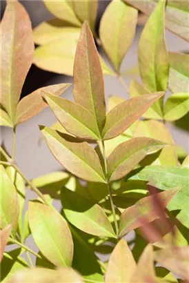 Heiliger Bambus - Nandina domestica