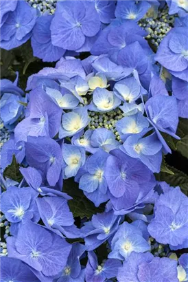 Tellerhortensie 'Blaumeise' - Hydrangea macrophylla 'Blaumeise'