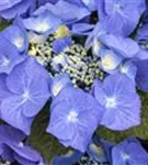 Tellerhortensie 'Blaumeise' - Hydrangea macrophylla 'Blaumeise'