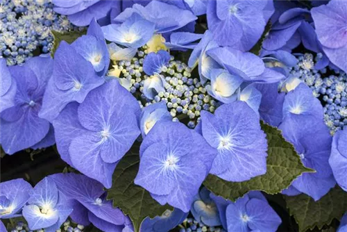 Tellerhortensie 'Blaumeise' - Hydrangea macrophylla 'Blaumeise'