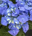 Tellerhortensie 'Blaumeise' - Hydrangea macrophylla 'Blaumeise'