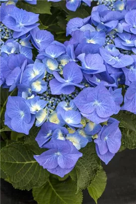 Tellerhortensie 'Blaumeise' - Hydrangea macrophylla 'Blaumeise'