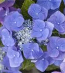 Tellerhortensie 'Blaumeise' - Hydrangea macrophylla 'Blaumeise'