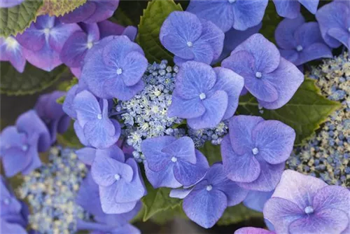 Tellerhortensie 'Blaumeise' - Hydrangea macrophylla 'Blaumeise'