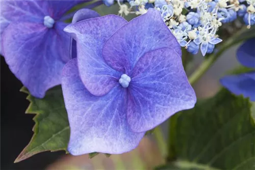 Tellerhortensie 'Blaumeise' - Hydrangea macrophylla 'Blaumeise'