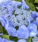 Tellerhortensie 'Blaumeise' - Hydrangea macrophylla 'Blaumeise'