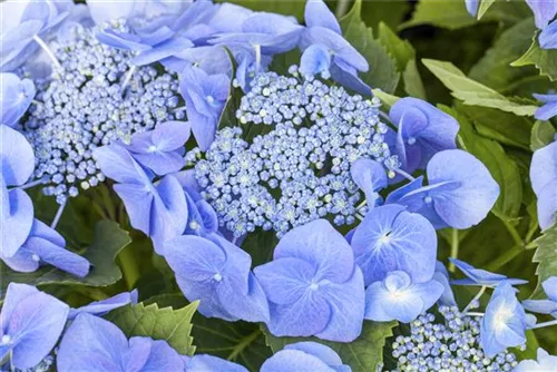 Tellerhortensie 'Blaumeise' - Hydrangea macrophylla 'Blaumeise'