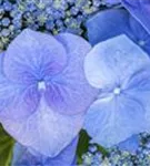 Tellerhortensie 'Blaumeise' - Hydrangea macrophylla 'Blaumeise'