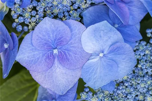 Tellerhortensie 'Blaumeise' - Hydrangea macrophylla 'Blaumeise'