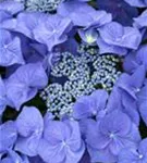 Tellerhortensie 'Blaumeise' - Hydrangea macrophylla 'Blaumeise'