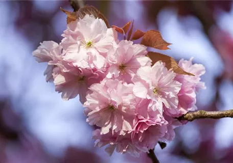 Prunus subhirtella 'Accolade' CAC - Formgehölze - Frühe Zierkirsche 'Accolade'