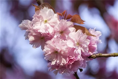 Frühe Zierkirsche 'Accolade' - Prunus subhirtella 'Accolade' CAC - Formgehölze