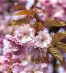 Frühe Zierkirsche 'Accolade' - Prunus subhirtella 'Accolade' CAC - Formgehölze