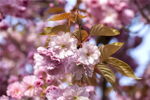 Frühe Zierkirsche 'Accolade' - Prunus subhirtella 'Accolade' CAC - Formgehölze