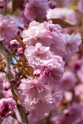 Frühe Zierkirsche 'Accolade' - Prunus subhirtella 'Accolade' CAC - Formgehölze