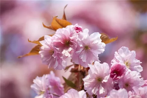 Frühe Zierkirsche 'Accolade' - Prunus subhirtella 'Accolade' CAC - Formgehölze