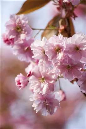 Frühe Zierkirsche 'Accolade' - Prunus subhirtella 'Accolade' CAC - Formgehölze