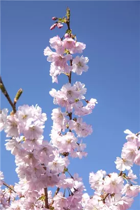 Frühe Zierkirsche 'Accolade' - Prunus subhirtella 'Accolade' CAC - Formgehölze