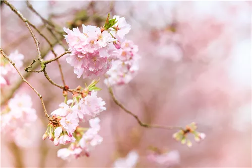 Frühe Zierkirsche 'Accolade' - Prunus subhirtella 'Accolade' CAC - Formgehölze