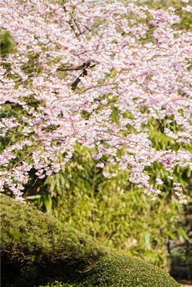 Frühe Zierkirsche 'Accolade' - Prunus subhirtella 'Accolade' CAC - Formgehölze