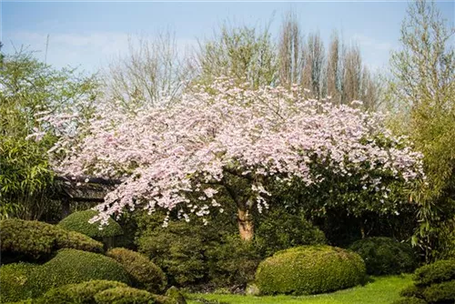 Frühe Zierkirsche 'Accolade' - Prunus subhirtella 'Accolade' CAC - Formgehölze