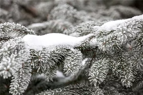 Nordmannstanne - Abies nordmanniana