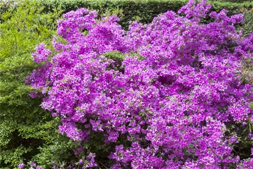 Japanische Azalee 'Purpurtraum' - Rhododendron obt.'Purpurtraum' II