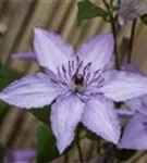 Waldrebe 'Hagley Hybrid' - Clematis 'Hagley Hybrid'