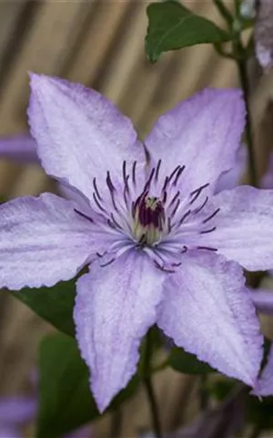 Clematis 'Hagley Hybrid'