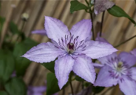 Clematis 'Hagley Hybrid' - Waldrebe 'Hagley Hybrid'