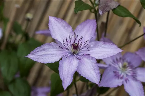 Waldrebe 'Hagley Hybrid' - Clematis 'Hagley Hybrid'