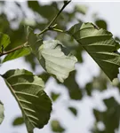 Roterle - Alnus glutinosa