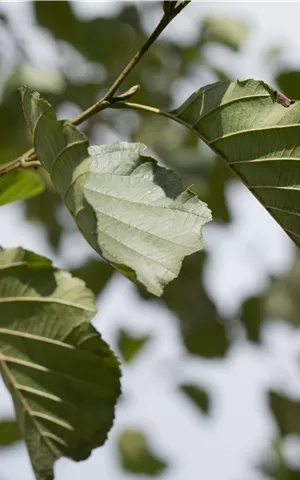 Alnus glutinosa