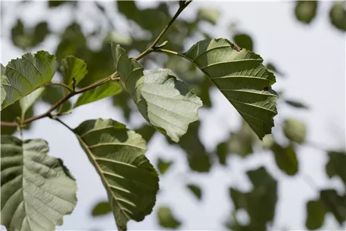 Roterle - Alnus glutinosa