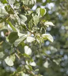 Roterle - Alnus glutinosa