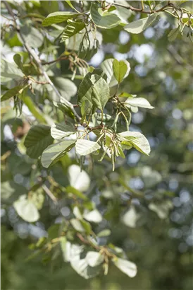 Roterle - Alnus glutinosa