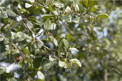 Roterle - Alnus glutinosa