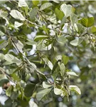 Roterle - Alnus glutinosa