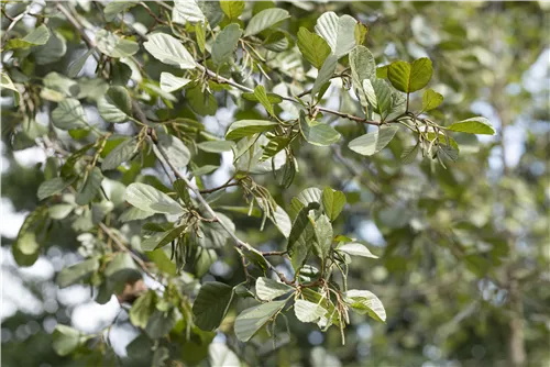 Roterle - Alnus glutinosa