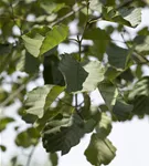 Roterle - Alnus glutinosa