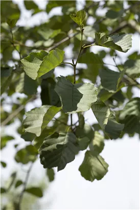 Roterle - Alnus glutinosa