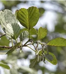 Roterle - Alnus glutinosa