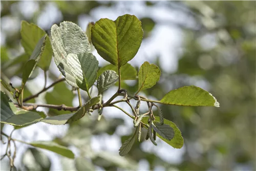 Roterle - Alnus glutinosa