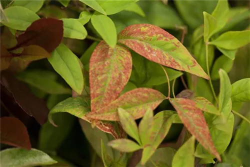 Heiliger Bambus 'Firepower' - Nandina domestica 'Firepower' - Mediterranes