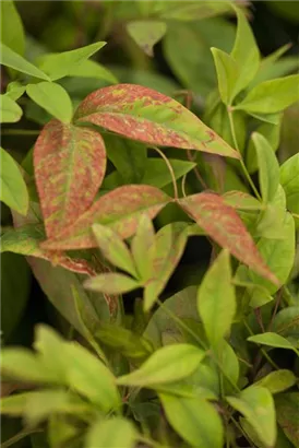 Heiliger Bambus 'Firepower' - Nandina domestica 'Firepower' - Mediterranes