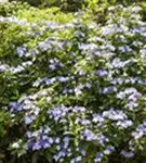 Bauernhortensie 'Bodensee' - Hydrangea macrophylla 'Bodensee'