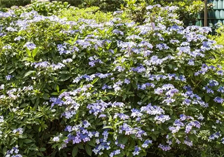 Hydrangea macrophylla 'Bodensee' - Bauernhortensie 'Bodensee'