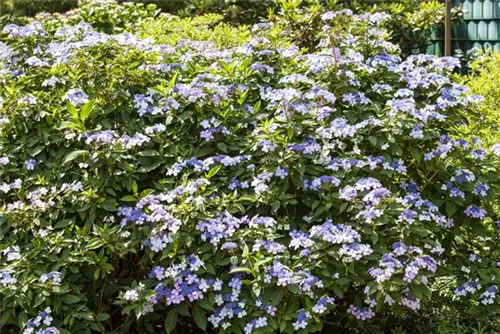 Bauernhortensie 'Bodensee' - Hydrangea macrophylla 'Bodensee'