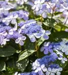 Bauernhortensie 'Bodensee' - Hydrangea macrophylla 'Bodensee'