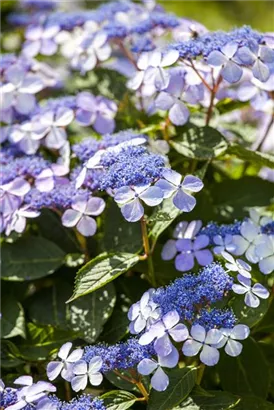 Bauernhortensie 'Bodensee' - Hydrangea macrophylla 'Bodensee'